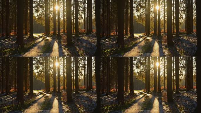 Coniferous forest with footpath in Winter, Waldbru