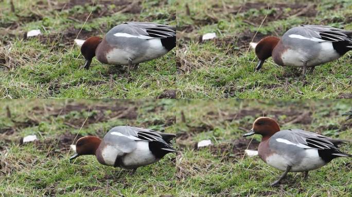 Wigeon, Anas penelope, Leighton Moss，兰开夏，英国。