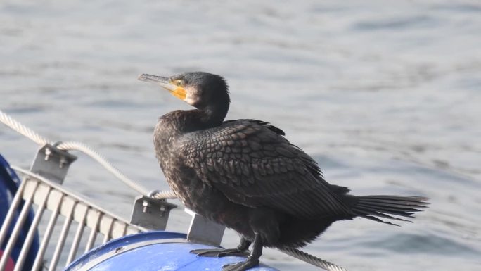 大鸬鹚(Phalacrocorax Carbo)在天安湾/瑞山市，忠清南道，韩国