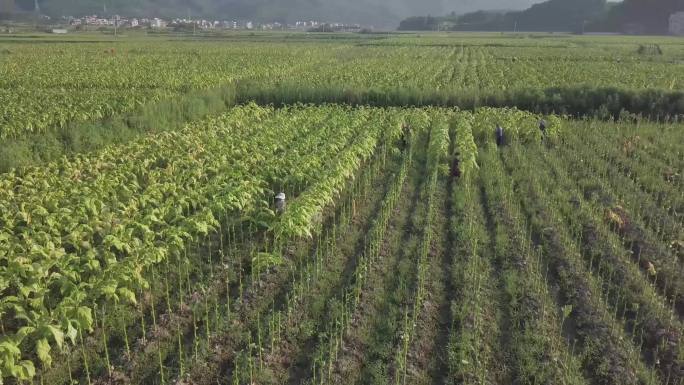 烟草种植烟叶采摘烟田烟农乡村振兴卷烟烤烟