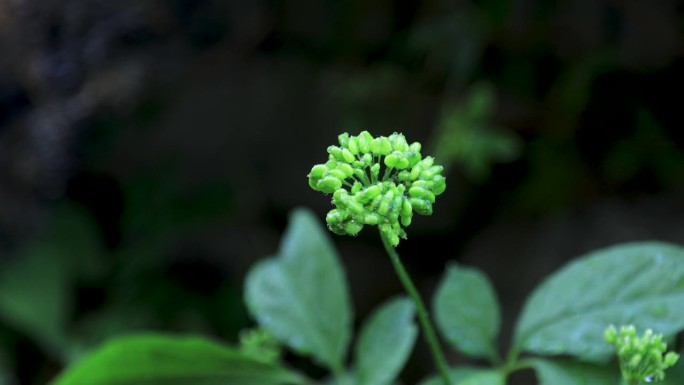 自然风光-皂素，多酚，人参，人参花和果/韩国京畿道