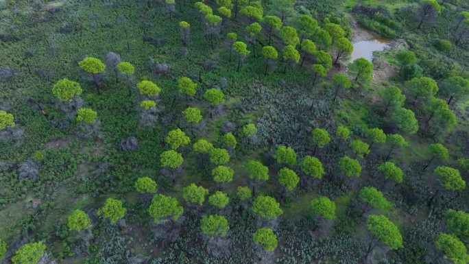 Stone pine forest in the surroundings of the Rio T