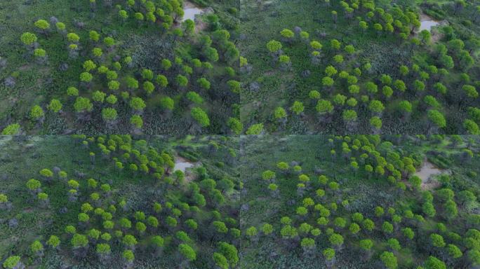 Stone pine forest in the surroundings of the Rio T