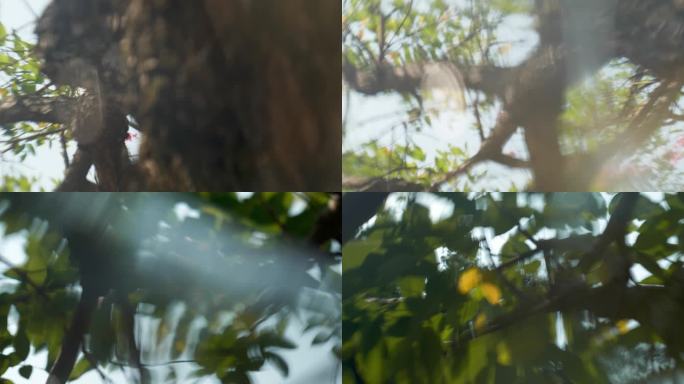 虚幻梦境 树林 鲜花 绿叶