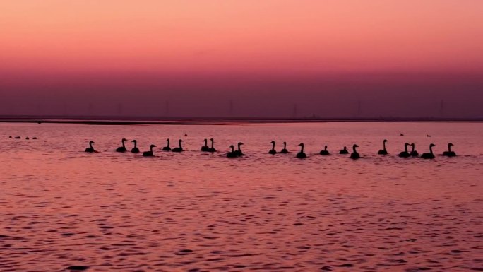 夕阳下的东方白鹳，鄱阳湖，中国的候鸟之都