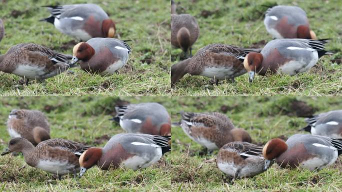 Wigeon, Anas penelope, Leighton Moss，兰开夏，英国。