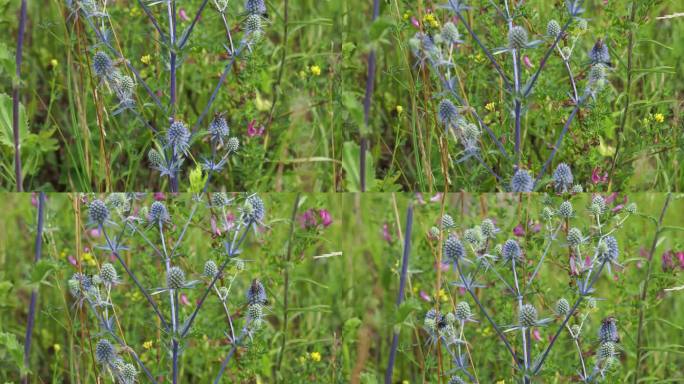 Сlose-up blue inflorescence of Eryngium among gree