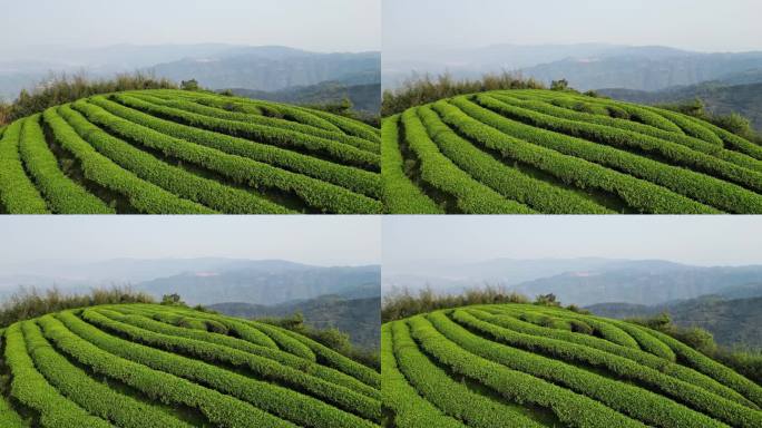 春天，山顶上的茶园欣欣向荣