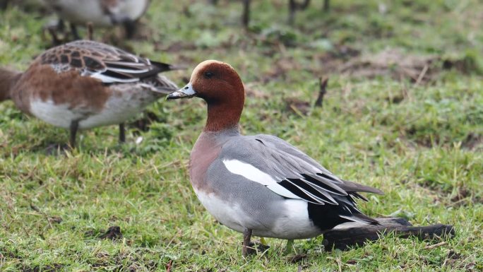 Wigeon, Anas penelope, Leighton Moss，兰开夏，英国。