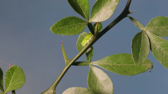 虎燕尾(Papilio xuthus)幼虫附着在植物上/韩国京畿道广州市