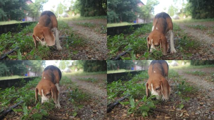 一只三色猎狐犬正在树下寻找什么，地上满是干枯的树叶。