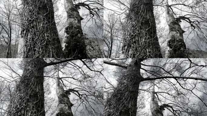 Plantain (Platanus sp.) in spring in the town of G