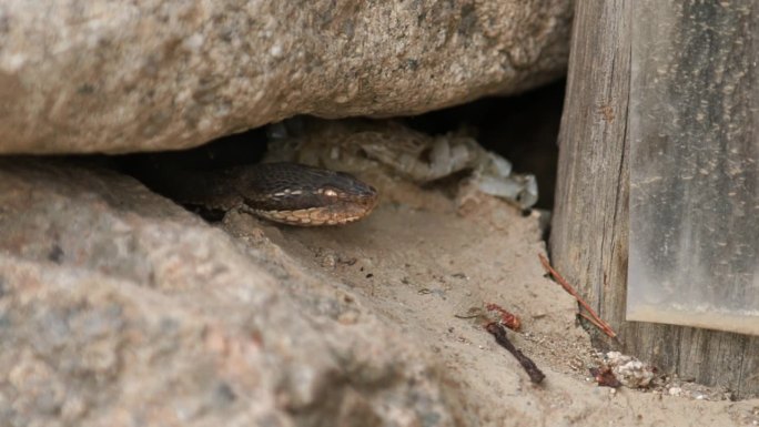 乌苏里(Gloydius ussuriensis)在岩石裂缝间露出脸/韩国庆尚北道明庆市