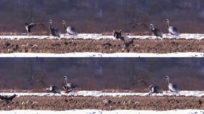 白枕鹤(Antigone vipio)和雁雀登陆/韩国