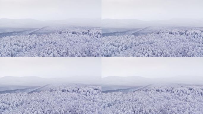 冬季雪山雾凇雪松树挂景观航拍