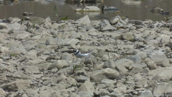 小环鸻(Charadrius dubius)靠近海边川/光州，韩国京畿道