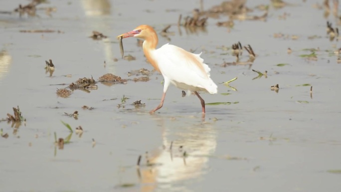 牛白鹭(Bubulcus ibis)在韩国忠清南道洪城郡的千水湾附近吃鱼