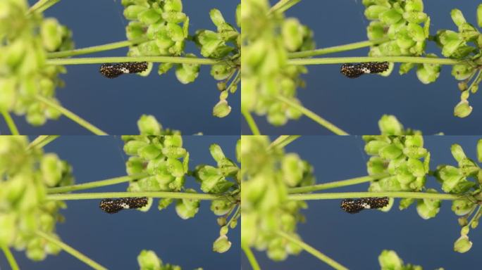 附着在植物上的旧世界燕尾(Papilio machaon)幼虫/京畿道杨平郡，韩国