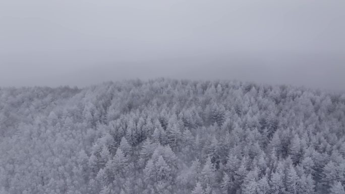 冬季雪山雾凇雪松树挂景观航拍