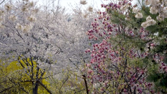 樱花和玉兰/韩国京畿道九里市