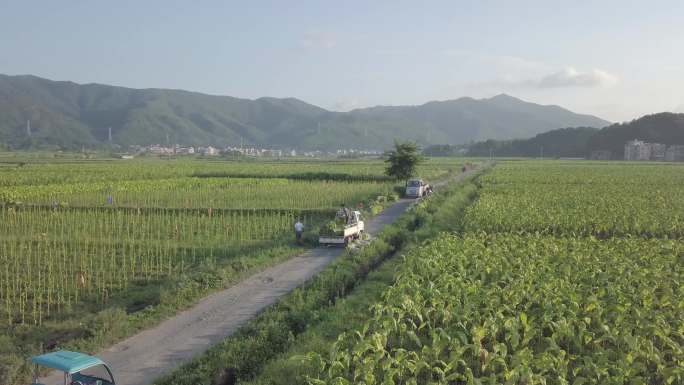 烟草种植烟叶采摘烟田烟农乡村振兴卷烟烤烟