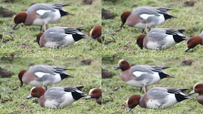 Wigeon, Anas penelope, Leighton Moss，兰开夏，英国。