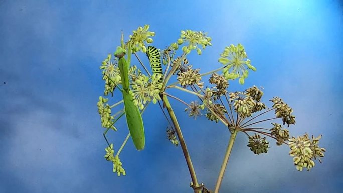 螳螂(Mantodea)吃旧世界燕尾(Papilio machaon)的幼虫/韩国京畿道杨平郡