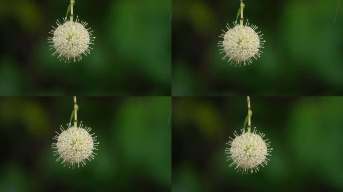 钮扣花，西花头花