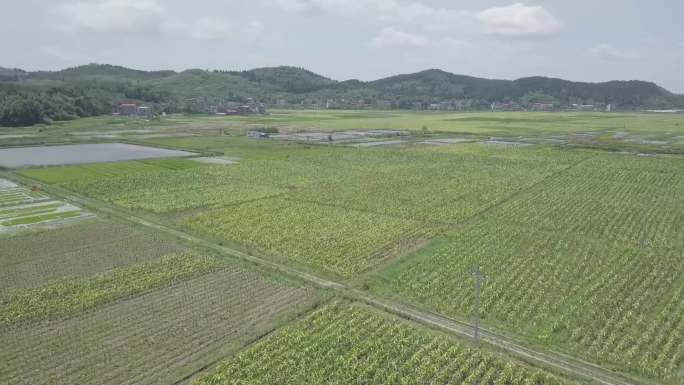 烟草烤房烤烟房烟田烟草种植烟叶农田航拍