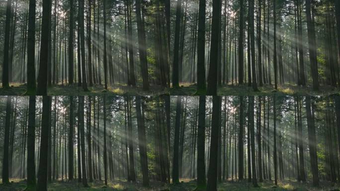 Sunbeams in the forest, Buchen, Odenwald, Baden-Wü