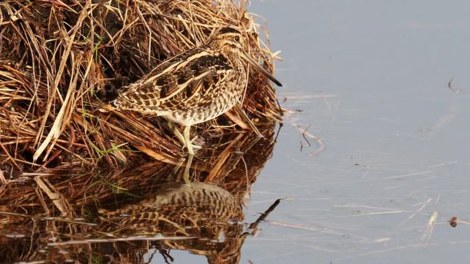 普通狙击;在Leighton Moss, Silverdale, Lancashire，英国。