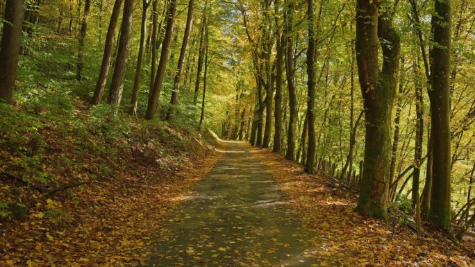 Forest road in autmn, Ernstal, Mudau, Odenwald, Ba