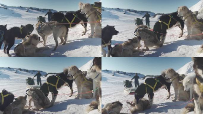 雪橇犬与人准备冬季探险