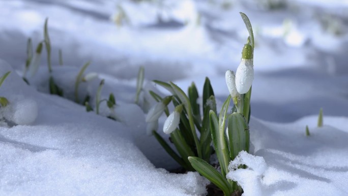 冬季景观中雪中冒出的雪花莲。