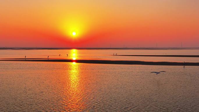 东方白鹳 鹤 夕阳白鹭候鸟