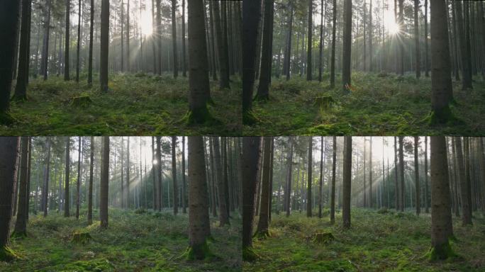 Sunbeams in the forest, Buchen, Odenwald, Baden-Wü