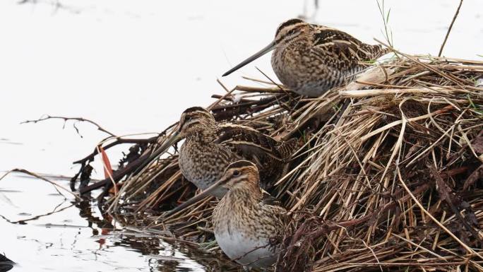 普通狙击;在Leighton Moss, Silverdale, Lancashire，英国。