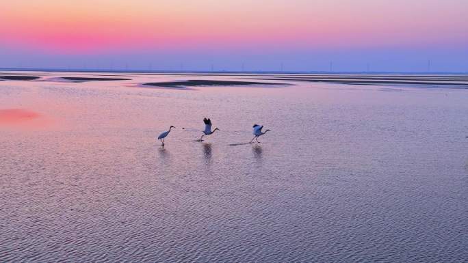 夕阳下一群东方白鹳从水面飞行