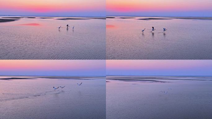 夕阳下一群东方白鹳从水面飞行