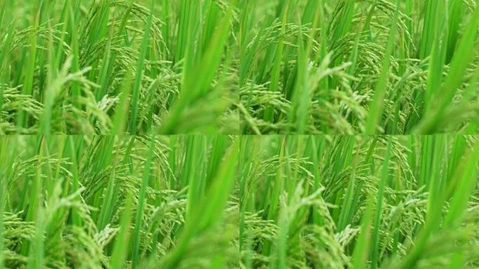 微风吹过绿色稻田里刚长的沉甸甸稻穗
