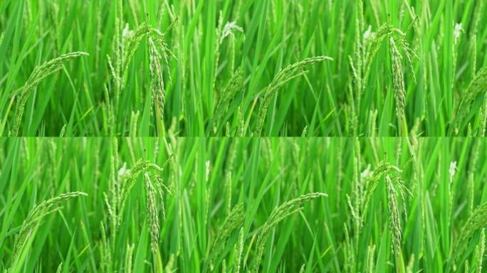 微风吹过绿色稻田里刚长的沉甸甸稻穗