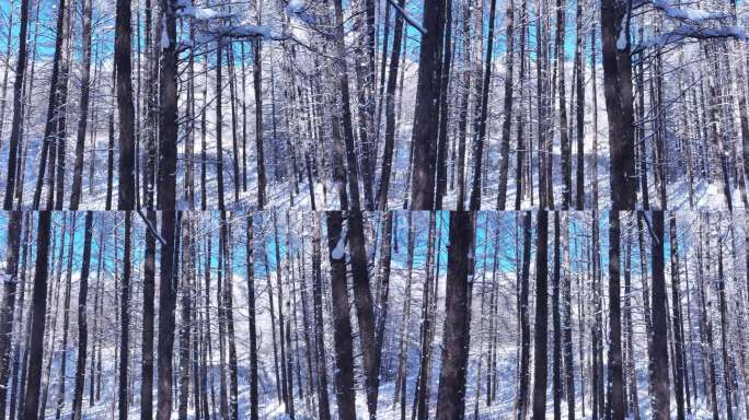 雾凇森林冬景4K航拍