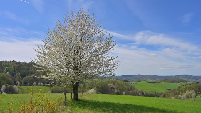 风景在春天的樱花树，Vöckelsbach, Mörlenbach，奥登瓦尔德，黑塞，德国