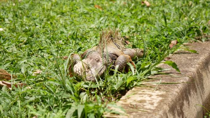绿鬣蜥(Iguana Iguana)在哥伦比亚安蒂奥基亚的麦德林花园吃草的大型食草蜥蜴