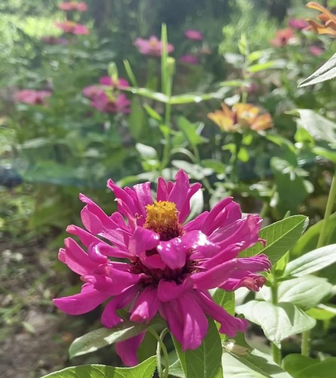 晨光中花朵