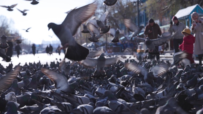 升格广场大群鸽子