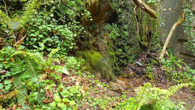 石墙上长满了茂盛的植物，树叶间流淌着水滴