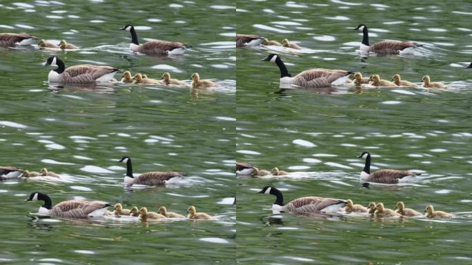 加拿大鹅，Branta canadensis，带着小鹅，在Brathay河，安布尔赛德，湖区，英国。