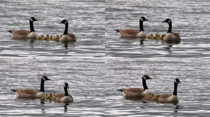 加拿大鹅，Branta canadensis，带着小鹅，在Brathay河，安布尔赛德，湖区，英国。