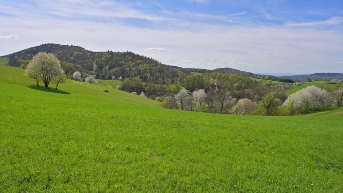 风景在春天的樱花树，Vöckelsbach, Mörlenbach，奥登瓦尔德，黑塞，德国